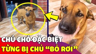 Câu chuyện về chú Chó đặc biệt 'TỪNG BỊ BỎ RƠI' được cô gái nhận nuôi 😅 | Gâu Đần