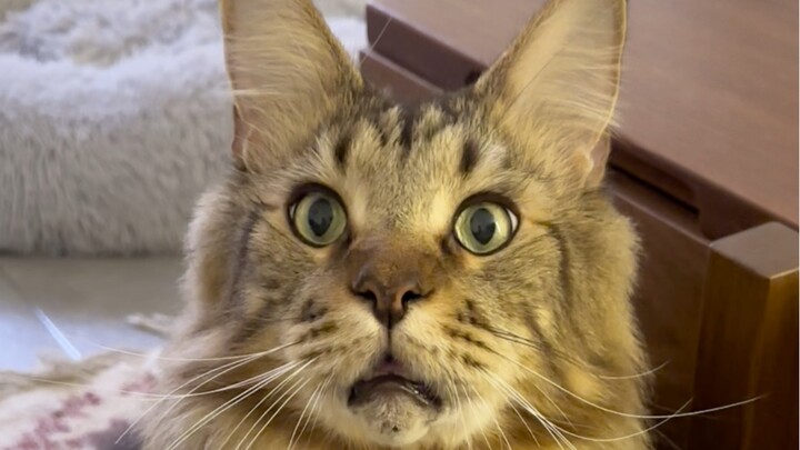 Bagaimana anak kucing bisa menjadi andalan keluarga jika tidak mampu bertahan dalam ujian?