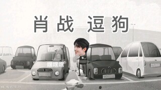 【Xiao Zhan Bermain dengan Anjing】Satu komentar sehari untuk mencegah depresi!!