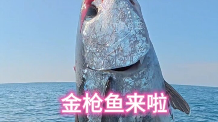 ตกปลาทูน่าทองคลายความเจ็บปวดจากการถูกปลาปักเป้าครอบงำ