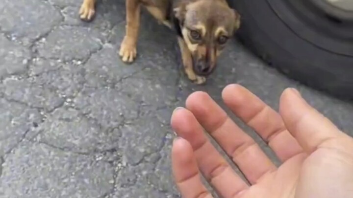 Nó đang đánh cược mạng sống của mình vào lòng tốt của bạn.