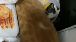 تجربة تربية قطة جائعة!