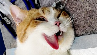 The orange cat Zhupi was finally neutered. After anesthesia, it laughed wildly, and the hostess star