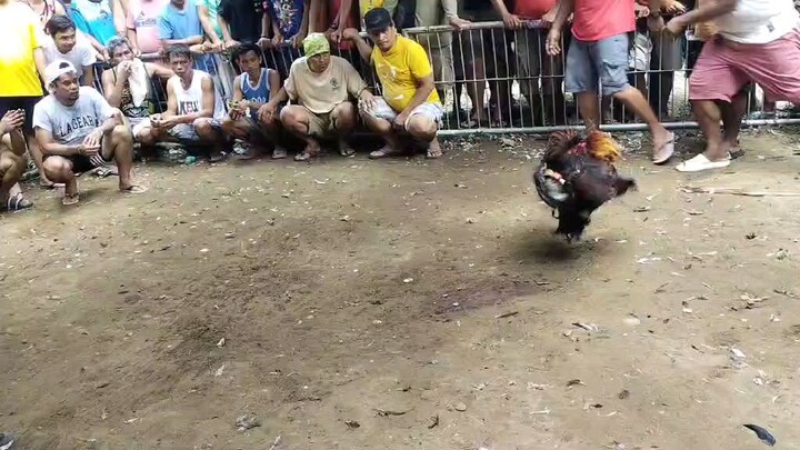 Win George foster kelso ALAGANG THUNDERBIRD