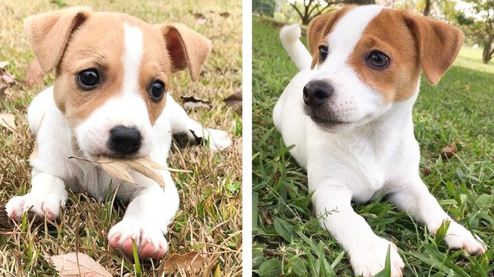 😍 Cute & Funny Jack Russell Puppies Videos That Are IMPOSSIBLE Not To Aww At 🐶 | Cute Puppies