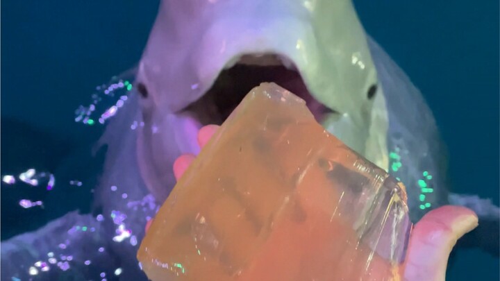 Belugas don't need to chew when they eat, you know!