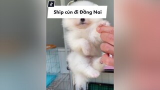 Ship cún đi Đồng Nai pomeranian phocsoc pom thucung chamsocthucung dongvat petlover doglover chomeo chomeodethuong