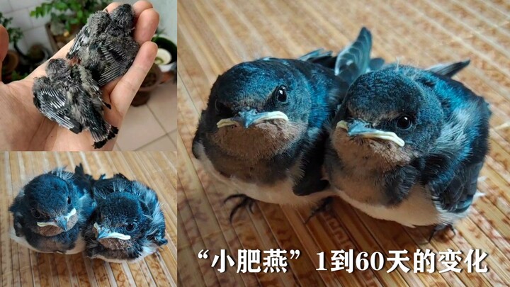 The little fat swallow I saved has grown up—so obedient and well-behaved, just like a pet dog! Here’