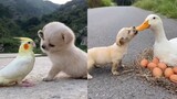 Cutest Baby Animals Doing Funny Things | Funny Cute Animals Tiktok Pets