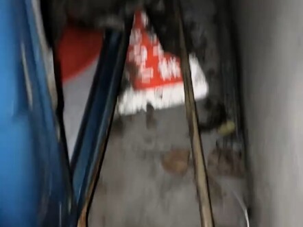 Con chuột gì mà to vậy, mèo nhìn còn lắc đầu!