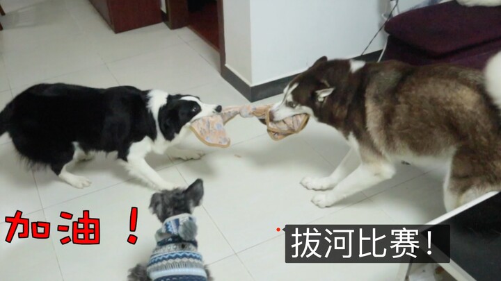 The owner pitted the Border Collie against the Husky in a strength contest—guess who’ll win?