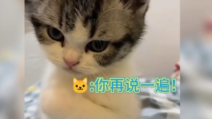 “แมว: อย่ามองว่าฉันตัวเล็กนะ ฉันก็มีอารมณ์เหมือนกัน!”