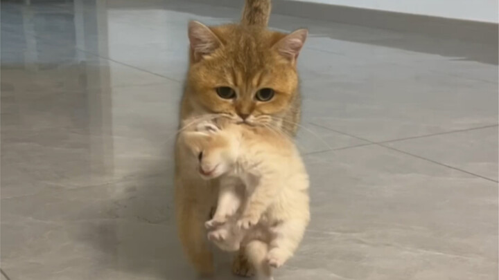 Hal favorit orang tua zaman now: jalan-jalan bareng anak! Si kucing kecil ini tiap hari digendong da