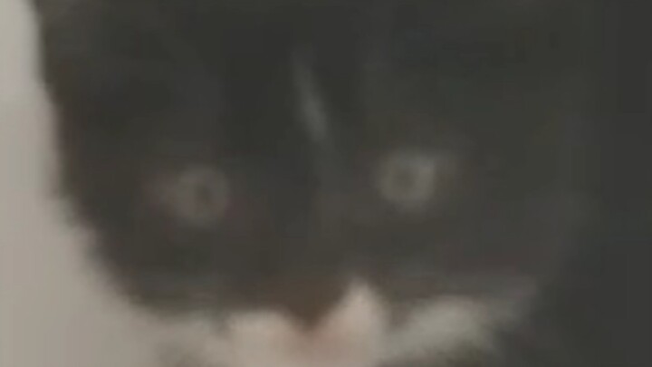 Di dunia ini, Anda bahkan bisa melihat seseorang saling menggonggong dengan seekor kucing