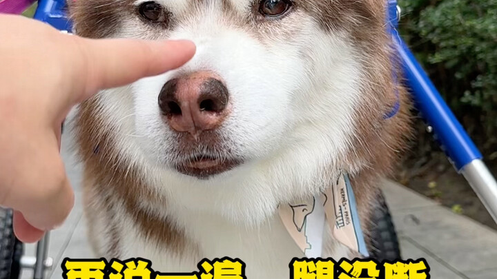 Kelihatannya dia berpura-pura jadi korban, tapi sebenarnya dia pura-pura lemah... Pukulan terakhirny