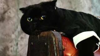 给猫咪拍写真照片真的很不容易！不信你们真的可以试一下！