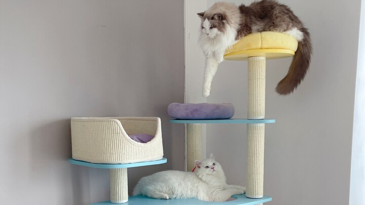 ما زلت أستهين بحجم قطط البابيون الكبير.