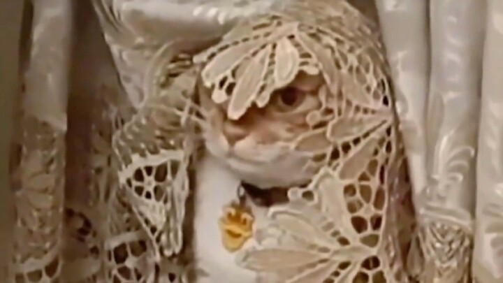 “Dibanding kucing-kucing imut di internet, aku lebih suka kucing yang sedikit gila seperti ini”