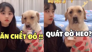 Thanh niên sợ chị Gu Gồ hơn sợ ông kẹ 🤣 | Pets TV