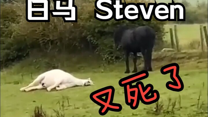 Steven, the Scottish White Horse Who Loves to Play Dead