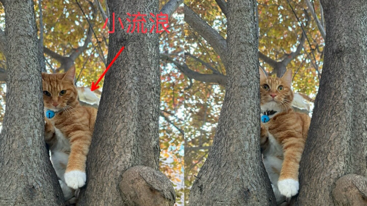 A cat that teaches according to individual aptitude