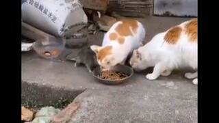 Những vị hoàng thượng hài hước