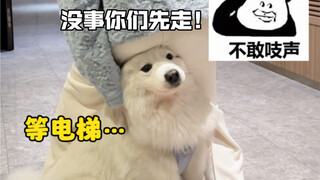 Refleks terkondisi pemilik anjing.