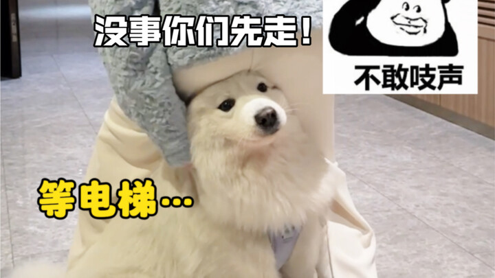 A dog owner's conditioned reflex.