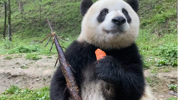 The cutest panda mukbang—let’s check the stock and ease the longing.
