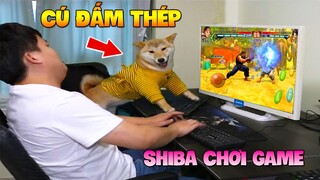 Thú Cưng Vlog | Chó Shiba Ngầu Nhất Thế Giới #5 | Chó Thông Minh vui nhộn | Smart dog funny pets