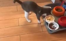 Who was “pooping” in my bowl?