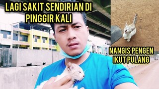 Anak Kucing Terlantar Di Pinggir Kali Mencari Induknya Badannya Panas Dan Kehausan..!