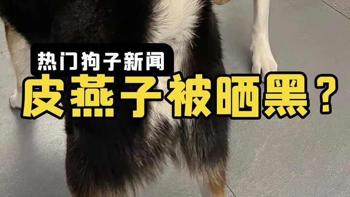 Unbelievable! The UV in Yunnan sunbaked this dog’s butt red like this...