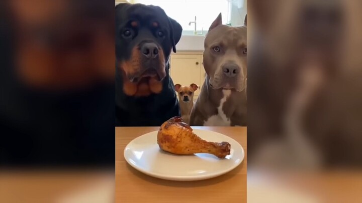 Chihuahua vs Rottweiler _ The Funniest Moments Ever 🤣