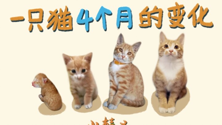 【Kucing Oranye】Perubahan seekor kucing oranye selama empat bulan