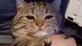 Kucing marah! Tidak bisa ditenangkan kalau tidak dibujuk •᷄ࡇ•᷅! •᷄ࡇ•᷅!