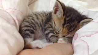 ลูกแมวนอนอยู่ในมือ