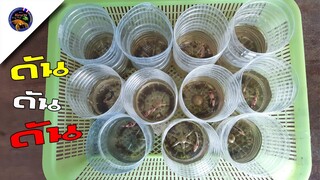 เทคนิคเปลี่ยนน้ำปลากัดง่ายๆรวดเร็วทันใจไม่ถึง30วินาทีสไตล์korattv