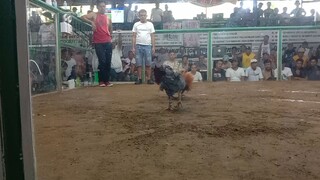 talo BULIK natin. magaling binabae nila. kaso parehas patay