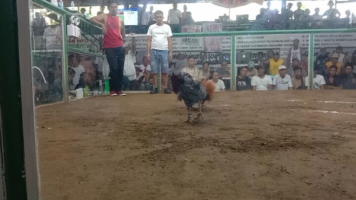 talo BULIK natin. magaling binabae nila. kaso parehas patay