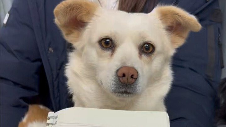 The little white dog that used to sneak my spicy hot pot finally started paying me back!