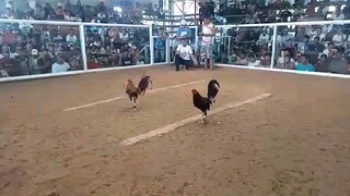 3times winner butcher x Kelso from nene Aguilar line of tagkawayan cockpit arena