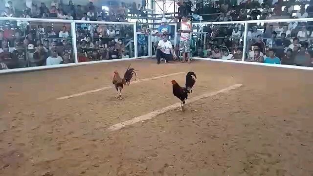 3times winner butcher x Kelso from nene Aguilar line of tagkawayan cockpit arena