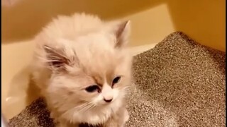 Kehidupan keras Kakak Kucing