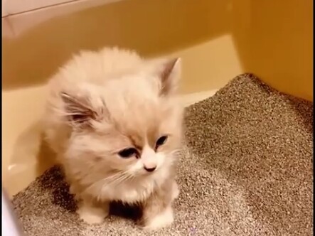 Kehidupan keras Kakak Kucing