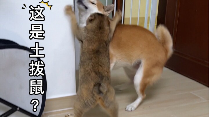 So it turns out Sister Mei's target is Xiao Bagua all along～