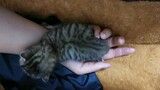 [Cat] Petting a baby cat