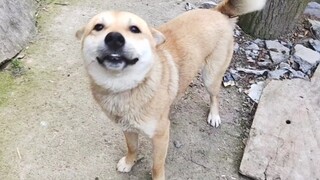 No one can successfully sneak up behind a Chinese "yinger" and attack it...