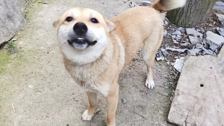 No one can successfully sneak up behind a Chinese "yinger" and attack it...