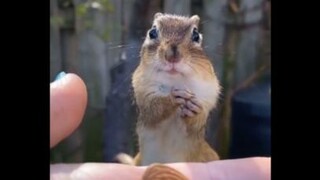 Cute pet cut #Chipmunks